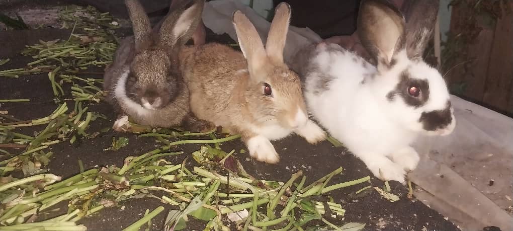 Lapin