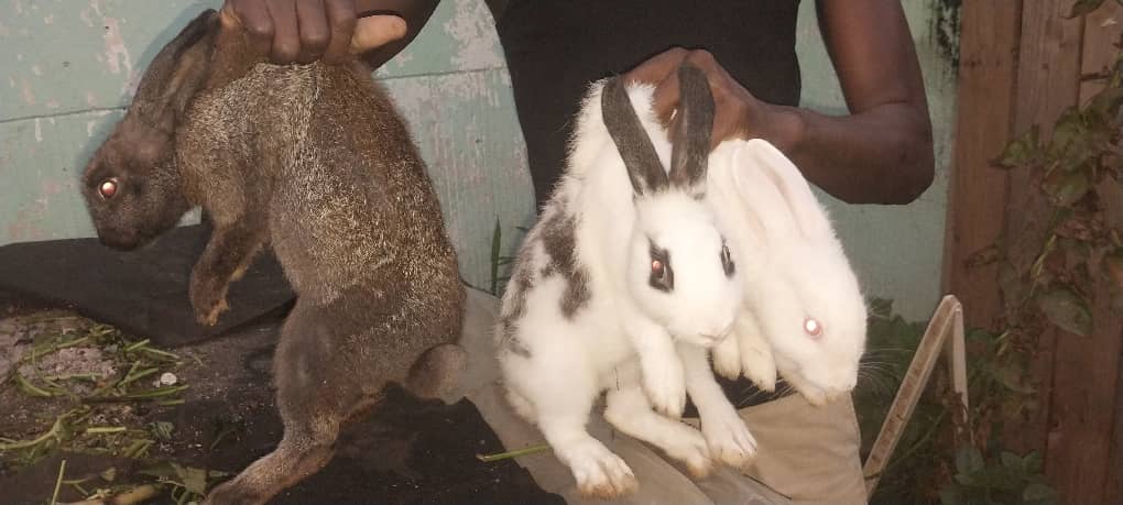 lapins 